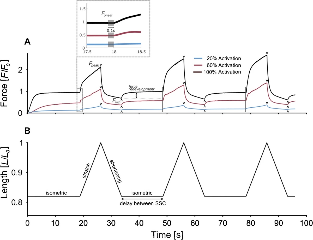 Consecutive SSCs increase the SSC effect in skinned rat muscle fibres