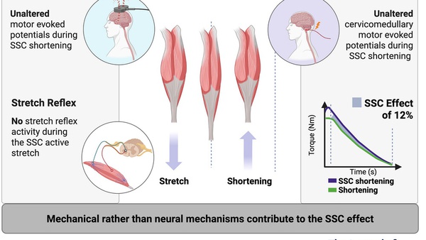 The stretch–shortening cycle effect is not associated with cortical or spinal excitability modulations