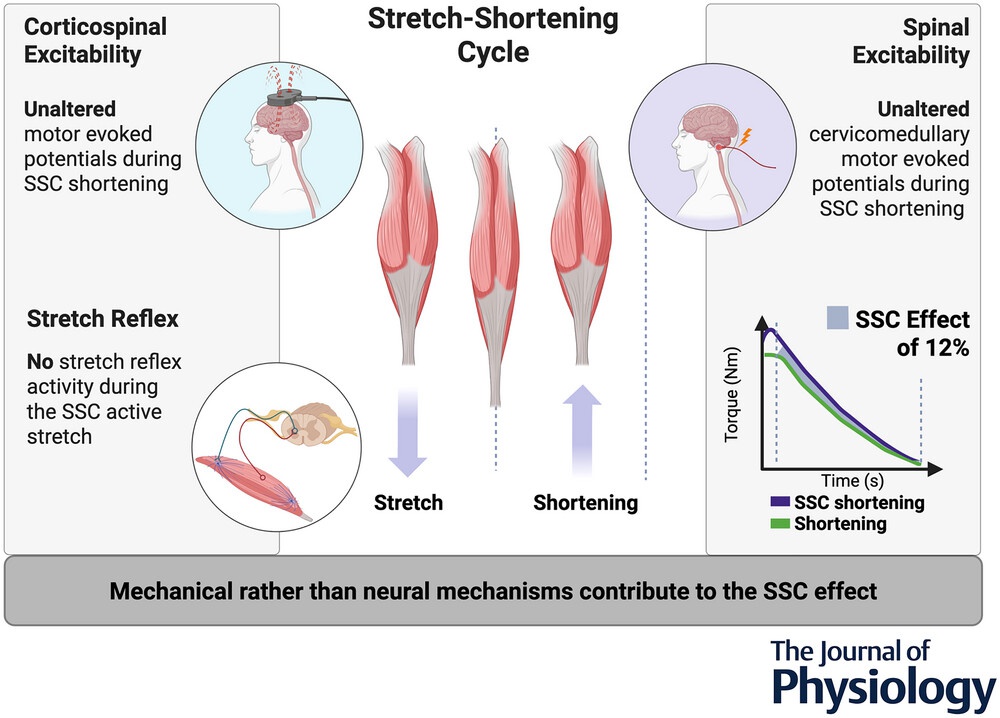 The stretch–shortening cycle effect is not associated with cortical or spinal excitability modulations