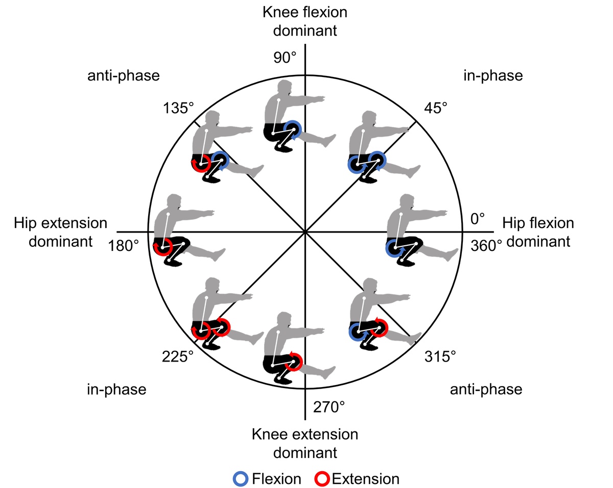 Movement Coordination during Functional Single-Leg Squat Tests in Healthy, Recreational Athletes