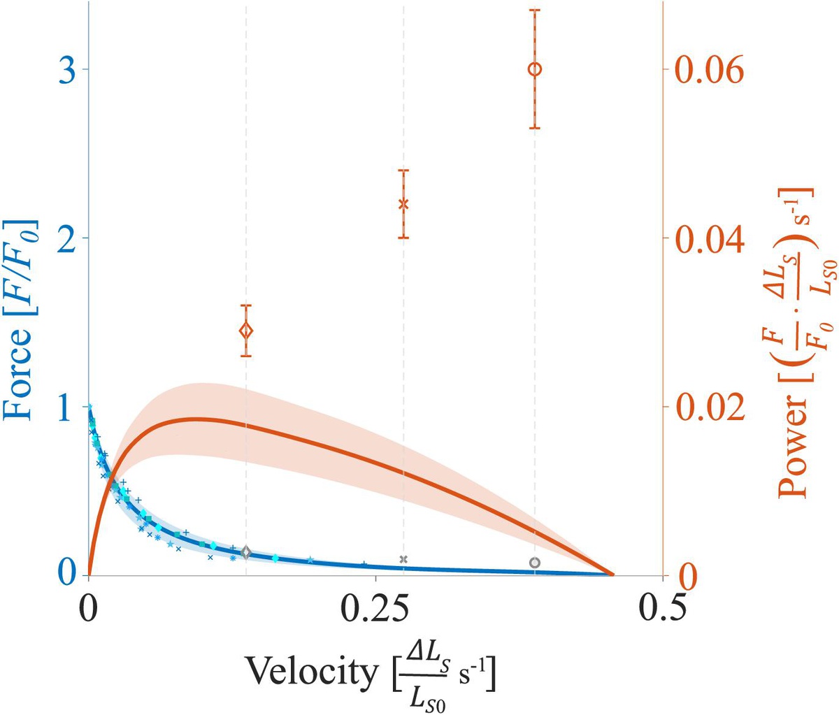 Power Amplification Increases With Contraction Velocity During Stretch-Shortening Cycles of Skinned Muscle Fibers