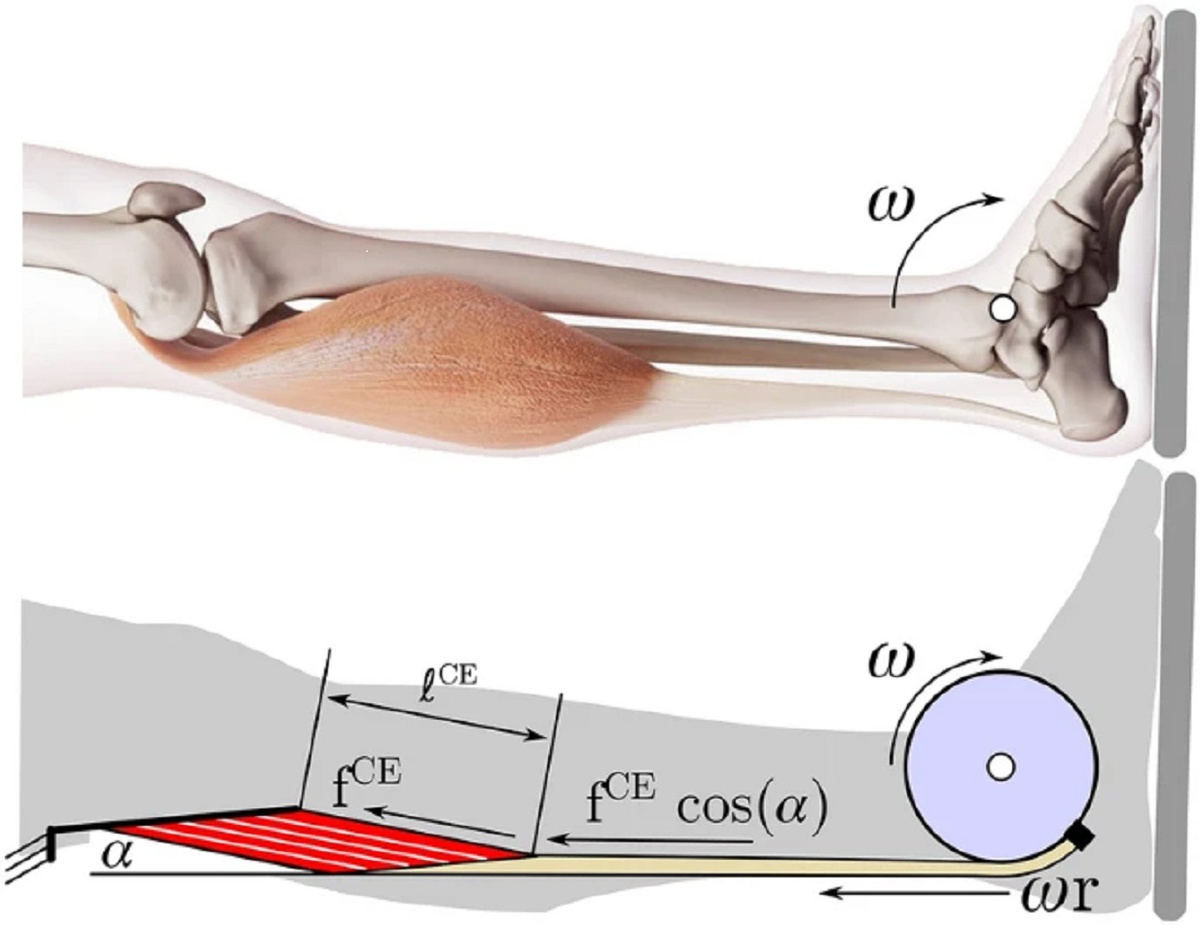 Tendon compliance and preload must be considered when determining the in vivo force–velocity relationship from the torque–angular velocity relation
