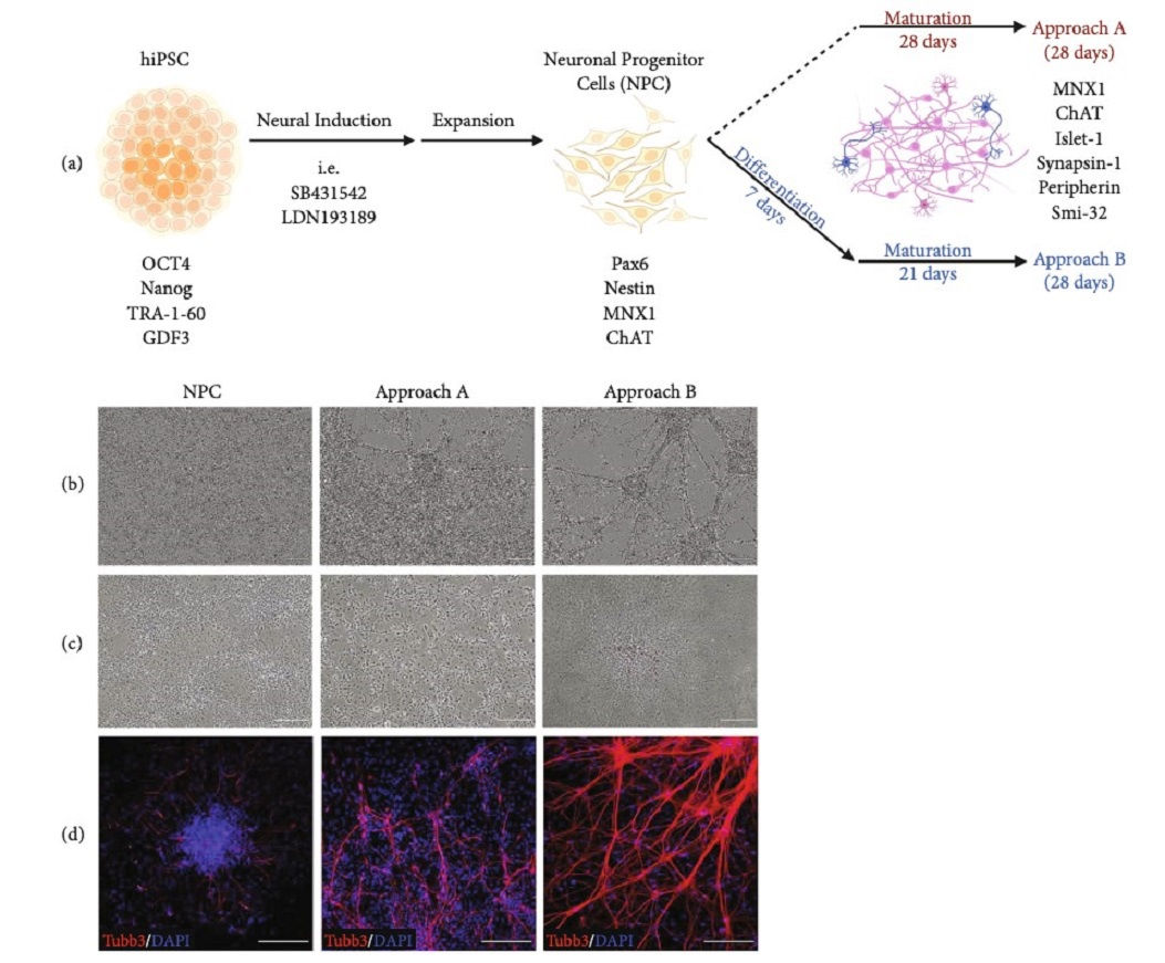 The Efficiency of Direct Maturation: The Comparison of Two hiPSC Differentiation Approaches into Motor Neurons