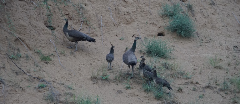 Familie Pfau.JPG