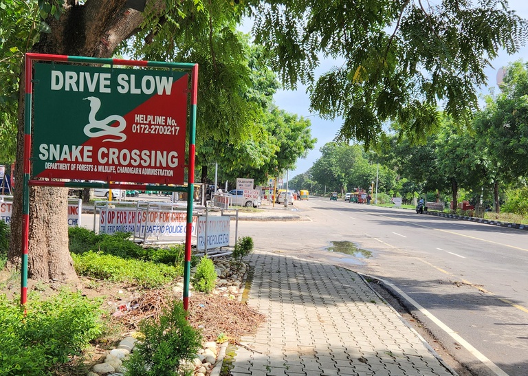 Snake crossing.jpg