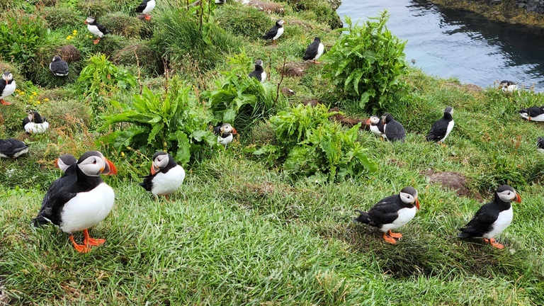 Papageivögel