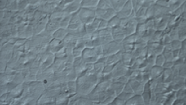 Fig.1