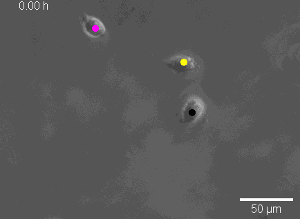 Cell tracking using CeCILE